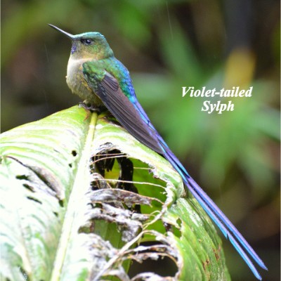 Violet-tailed Sylph